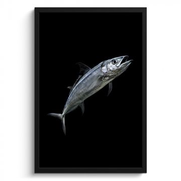 Cuadros enmarcados - Caballa - Pescado - Negro