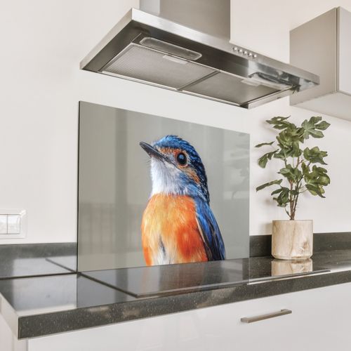 Colorido - Pájaro - Plumas - Azul