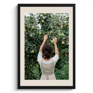 Cuadros enmarcados - Árbol - Manzanas - Recolección - Naturaleza