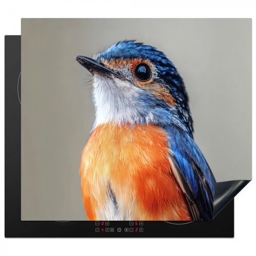Colorido - Pájaro - Plumas - Azul