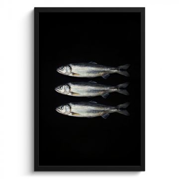 Cuadros enmarcados - Arenque - Pescado - Negro