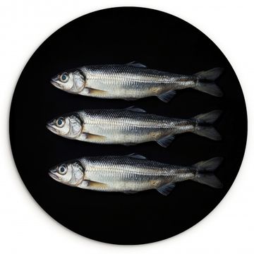 Cuadro redondo - Arenque - Pescado - Negro