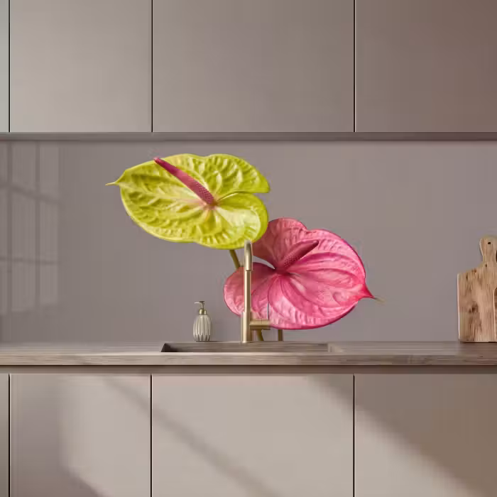 Revestimiento cocina - Plantas - Anthurium - Verde - Rosa