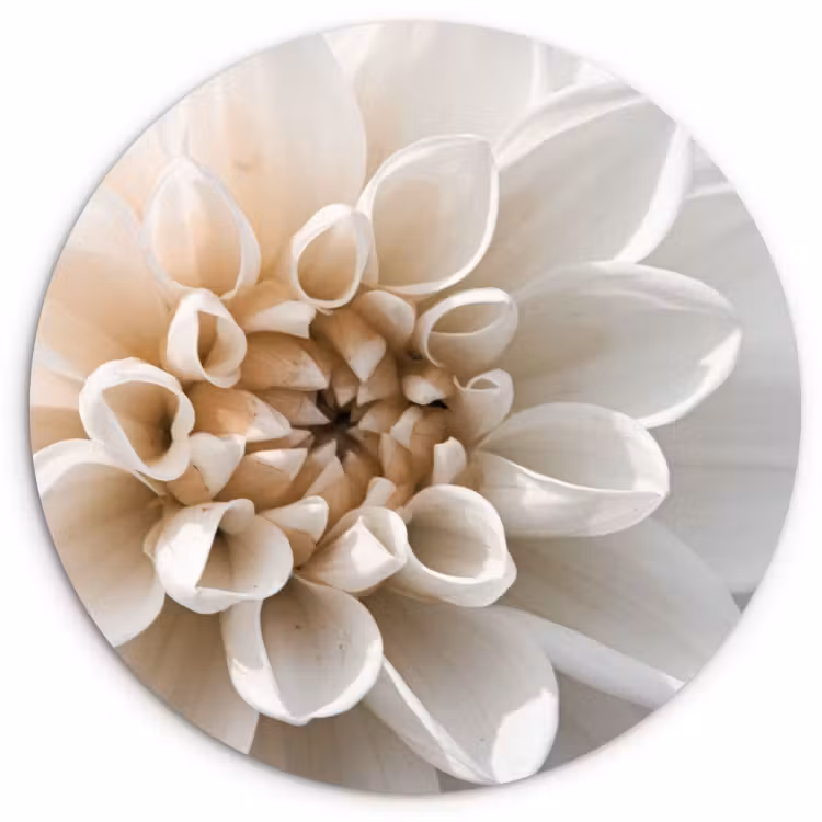 Cuadro redondo - Delicadeza de Dalia Blanca — 1