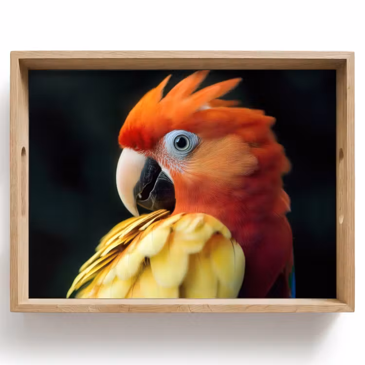 Bandeja - Primer plano - Loro - Plumas - Naranja — 1