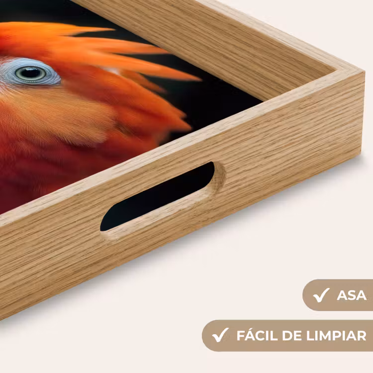 Bandeja - Primer plano - Loro - Plumas - Naranja — 8