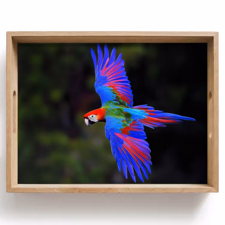 Bandeja - Colores vivos - Loro - Bosque - Alas — 1