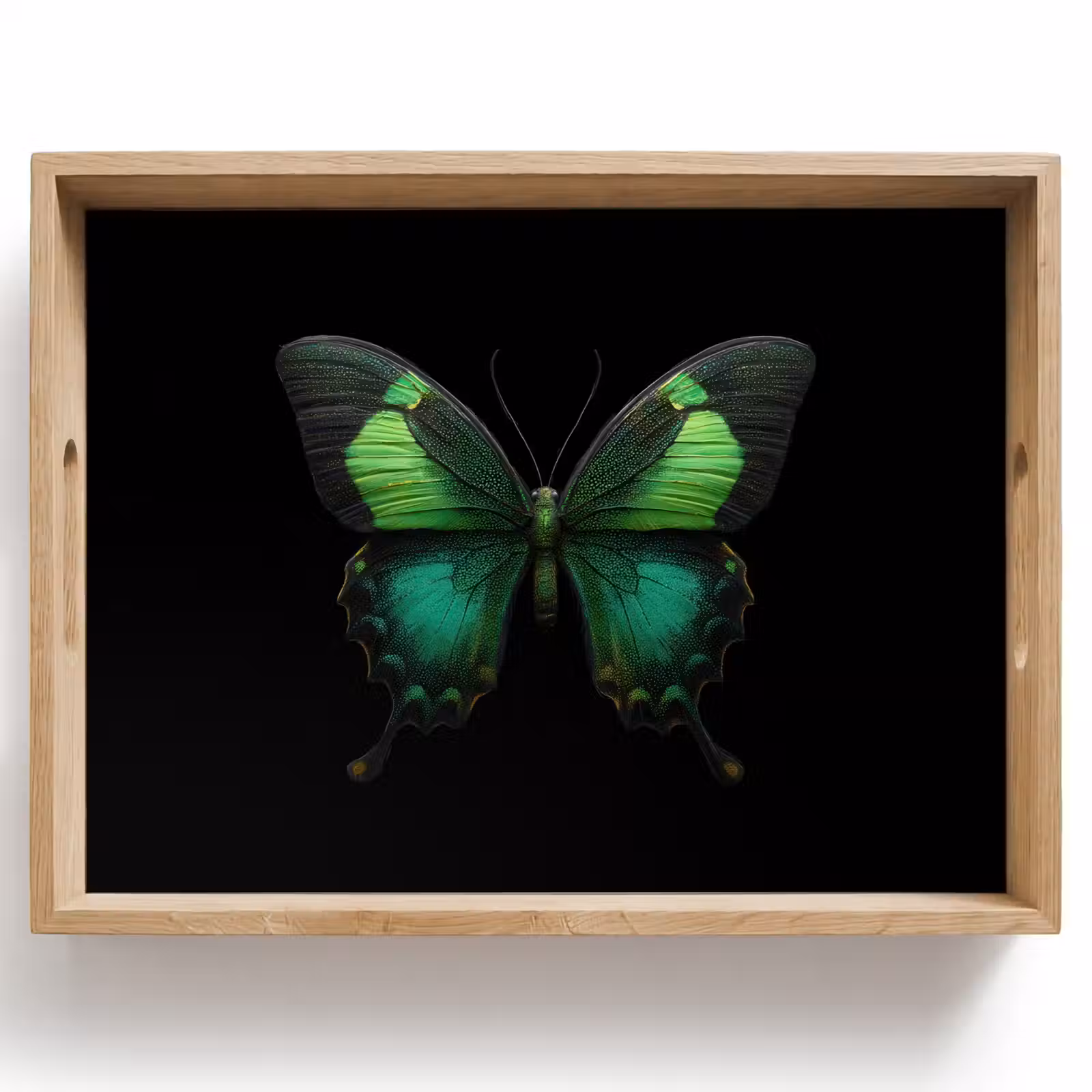 Bandeja - Mariposa - Verde - Llamativo — 1