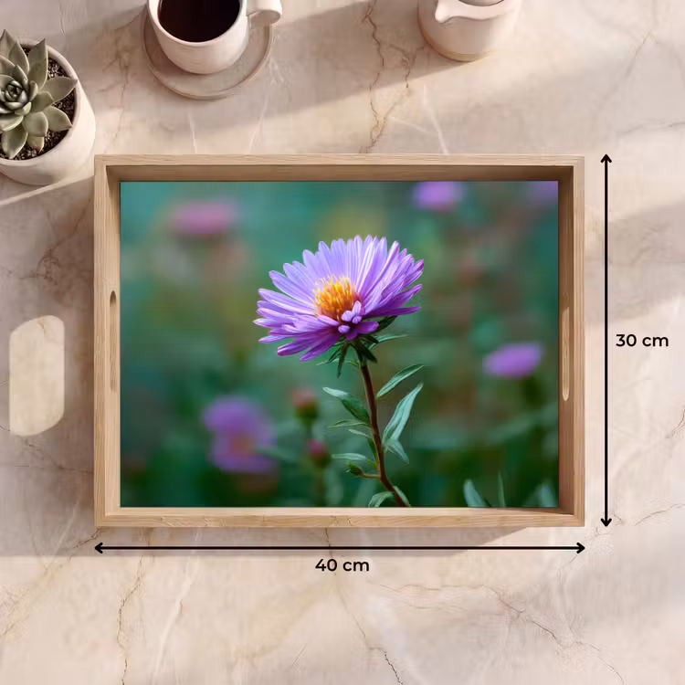 Bandeja - Aster - Violeta - Flor - Pétalos — 7