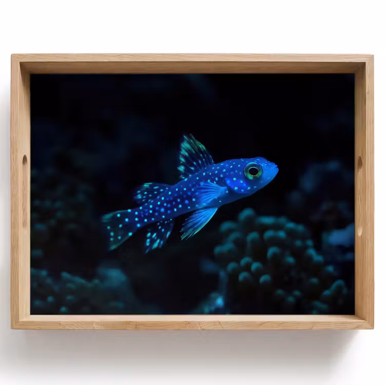 Bandeja - Pez - Lunares - Coral - Azul — 1