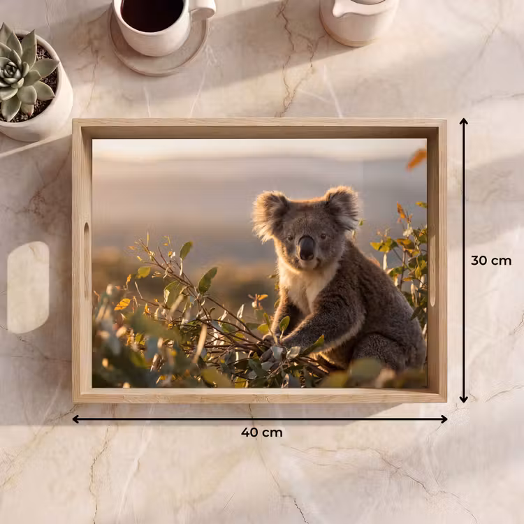 Bandeja - Koala - Hojas - Luz matinal — 7
