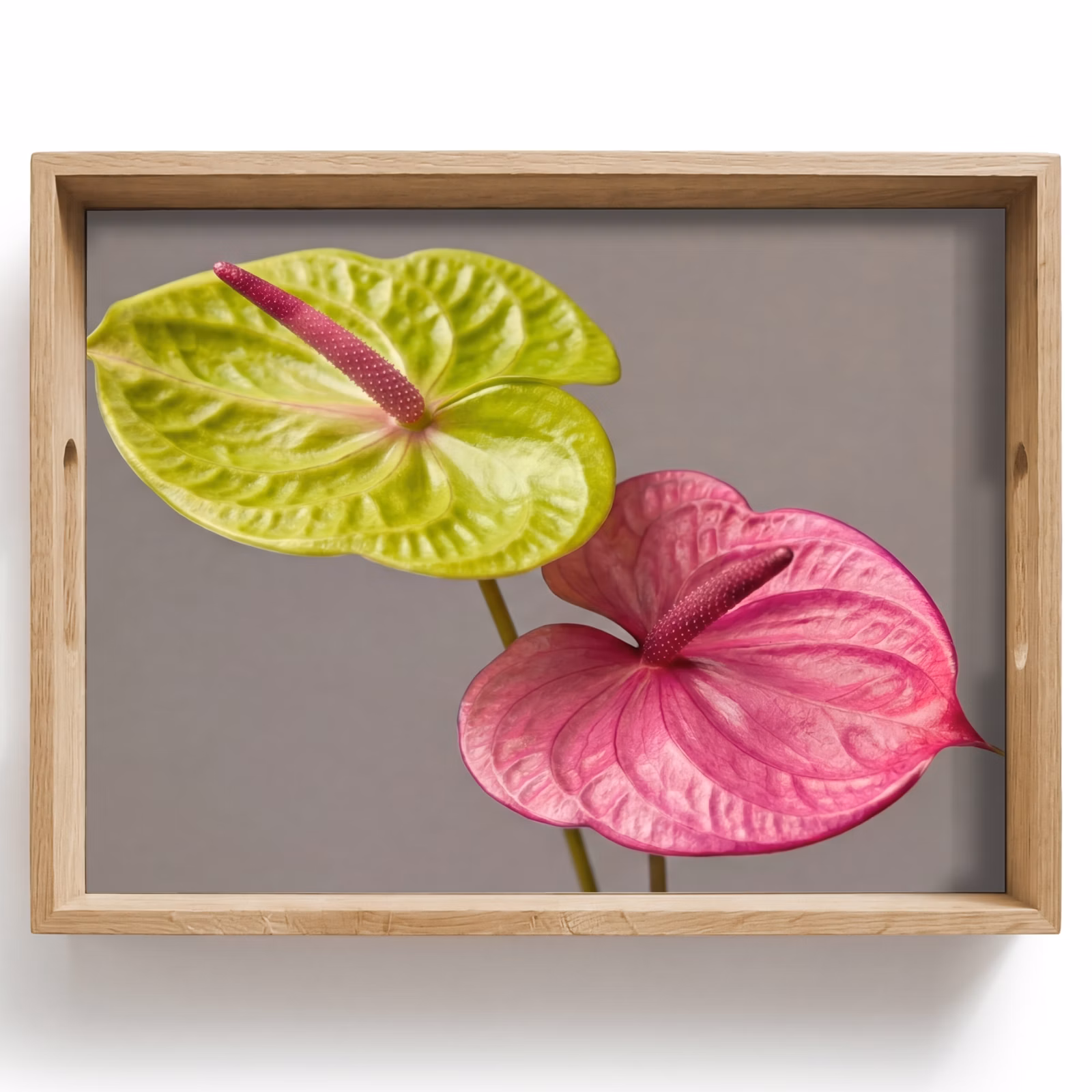 Bandeja - Plantas - Anthurium - Verde - Rosa — 1