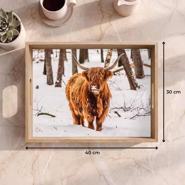 Bandeja - Highlander escocés - Nieve - Invierno - Naturaleza - Animales — 7