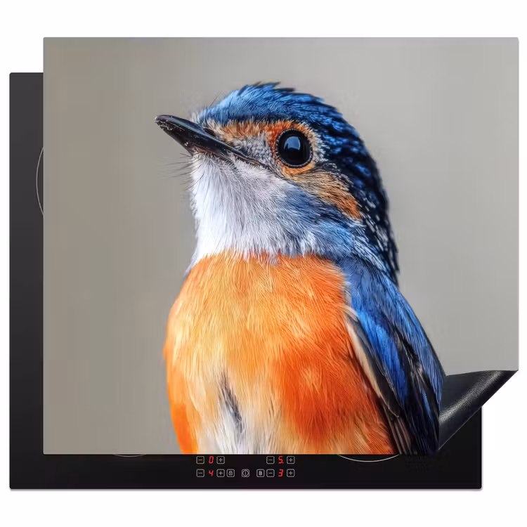 Protector de inducción - Colorido - Pájaro - Plumas - Azul — 1