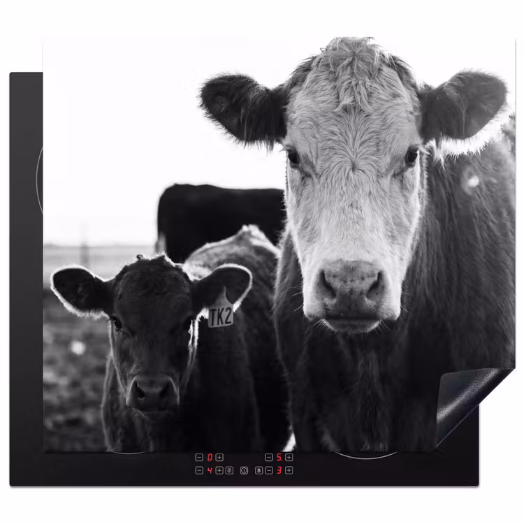 Protector de inducción - Vacas - Blanco y negro — 1
