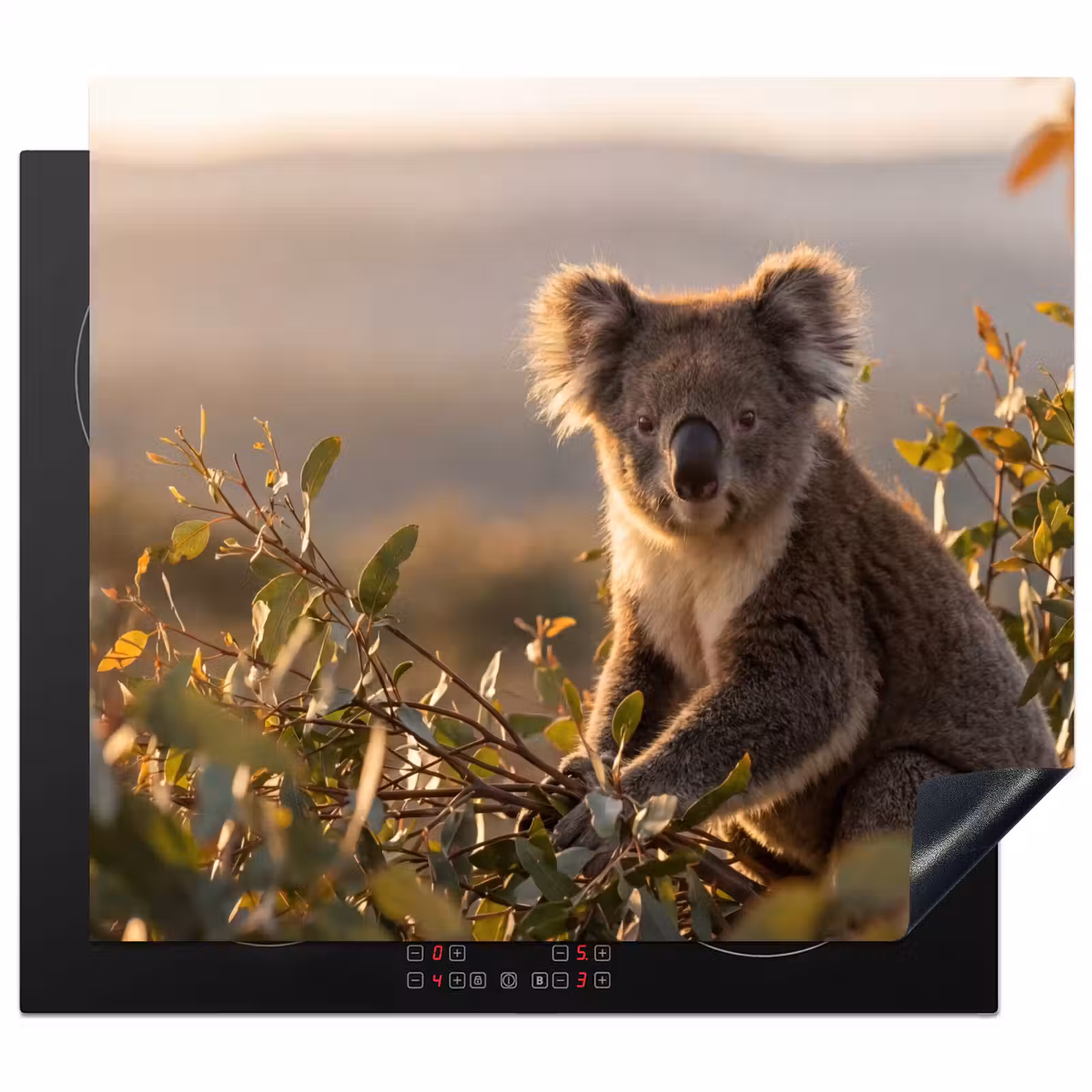 Protector de inducción - Koala - Hojas - Luz matinal — 1
