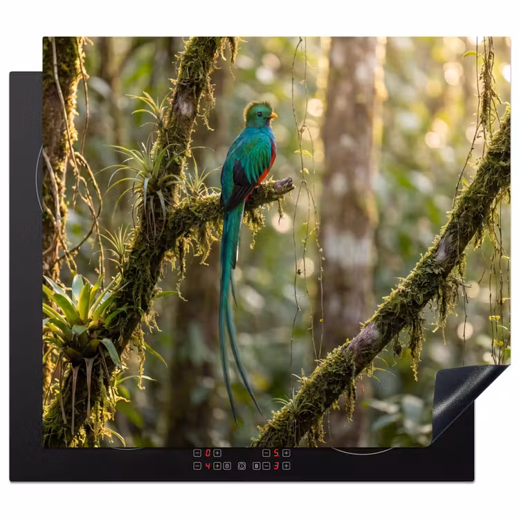 Protector de inducción - Quetzal - Selva - Naturaleza - Verde — 1