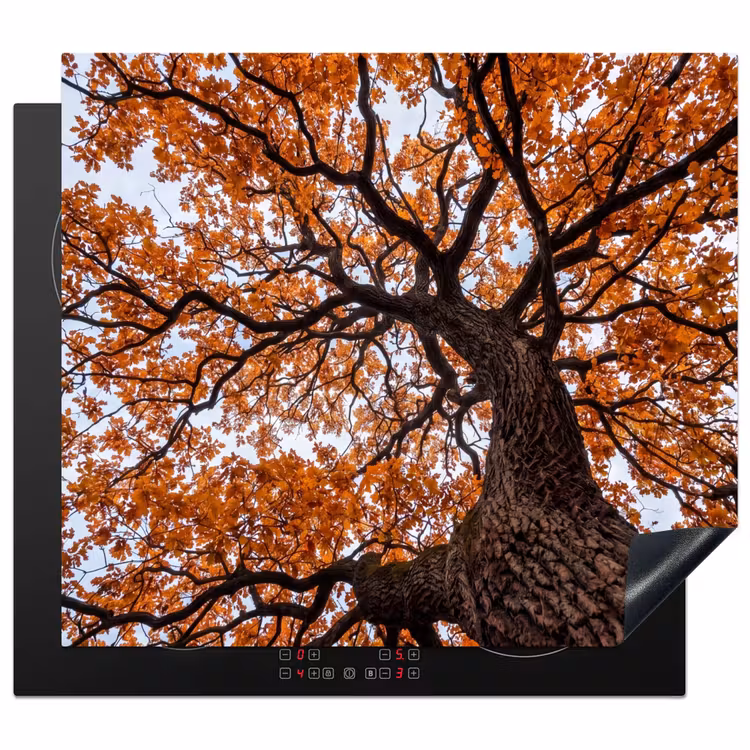 Protector de inducción - Árbol - Dosel - Otoño - Naranja - Atmosférico — 1
