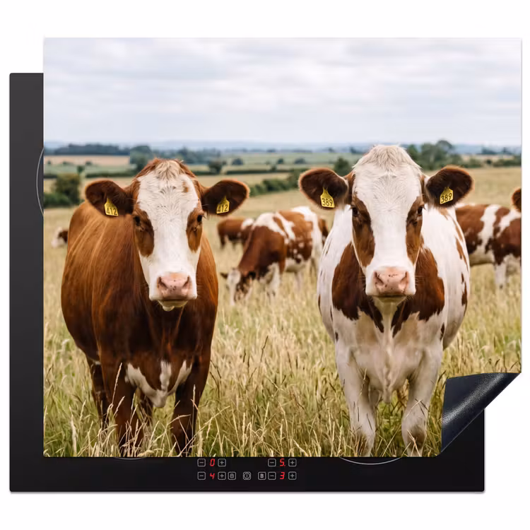 Protector de inducción - Vacas - Retrato - Pradera - Granja - Curioso — 1