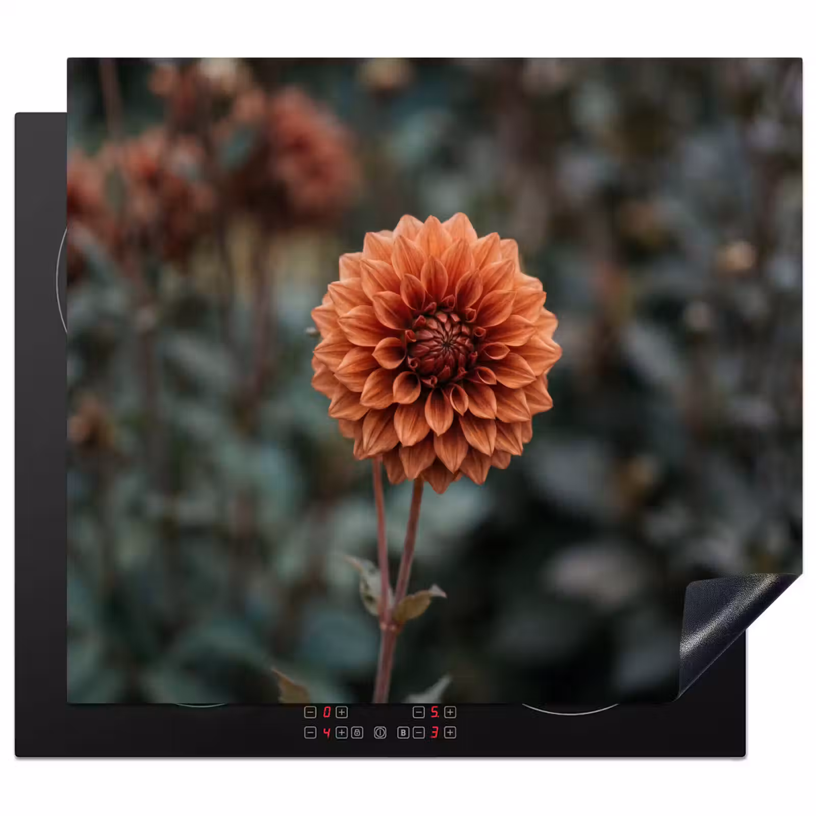 Protector de inducción - Dalia - Flor - Naturaleza - Atmosférica — 1