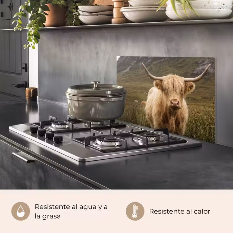 Salpicaderos de cocina - Highlander escocés - Bergen - Campo de hierba — 2